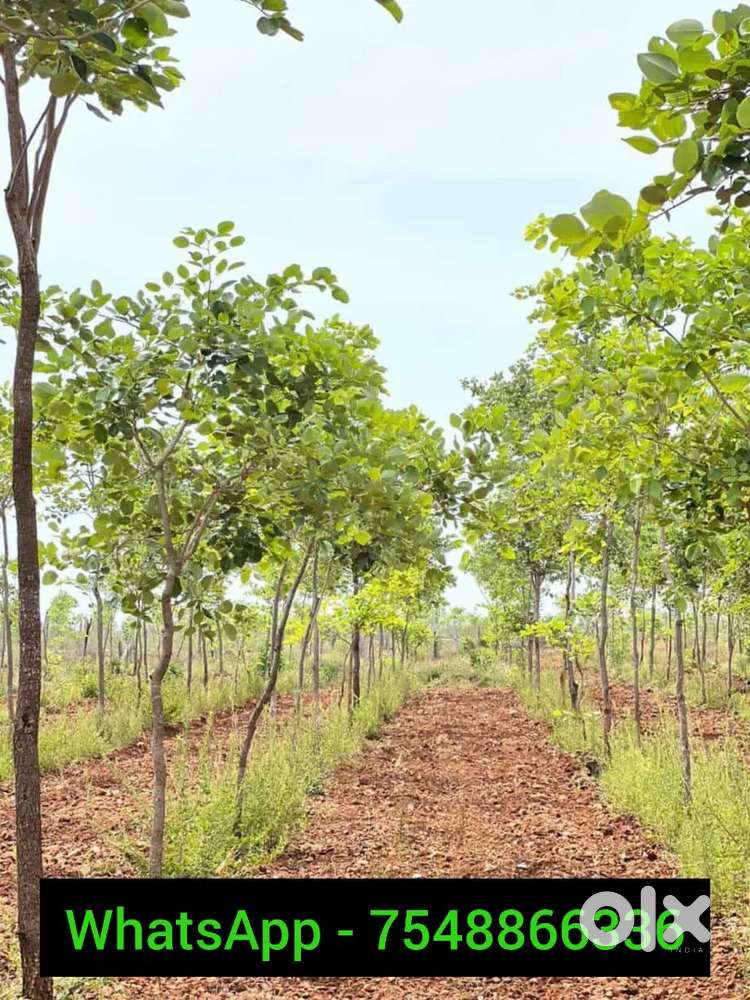 Sandalwood farm land near Thiruvallur, excellent ROI