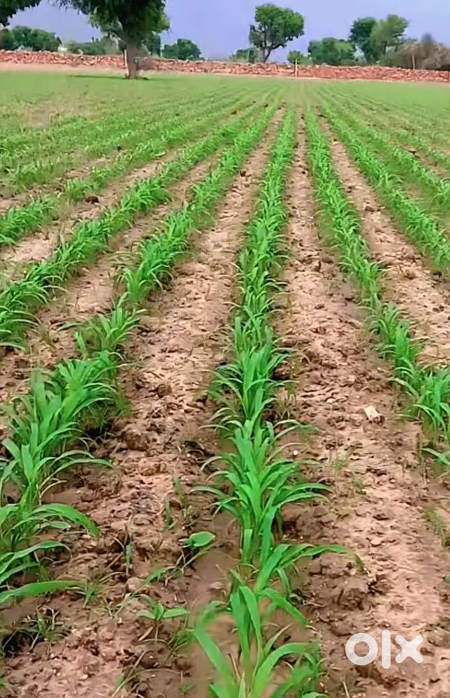 ज़मीन बिकाऊ है 650000₹ पर एकड़ 4 एकड़ जमीन बिकाऊ है