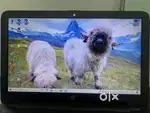 HP  Laptop