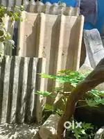 Old cement sheet