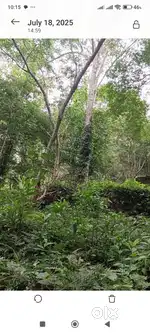 Rubber plantation for sale