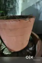 Cement pots for plants