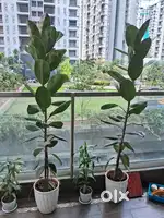 6 Ft. Rubber plants for sale
