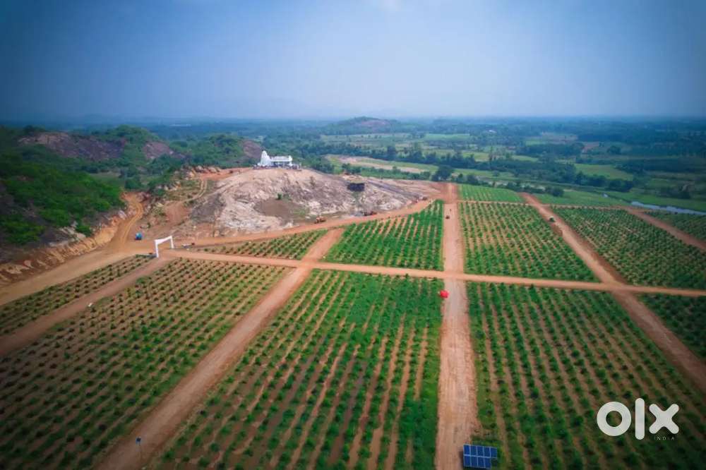 “Invest in Land & Plant Gold