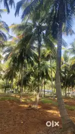 aliyar dam road to udumalipatie road nearly