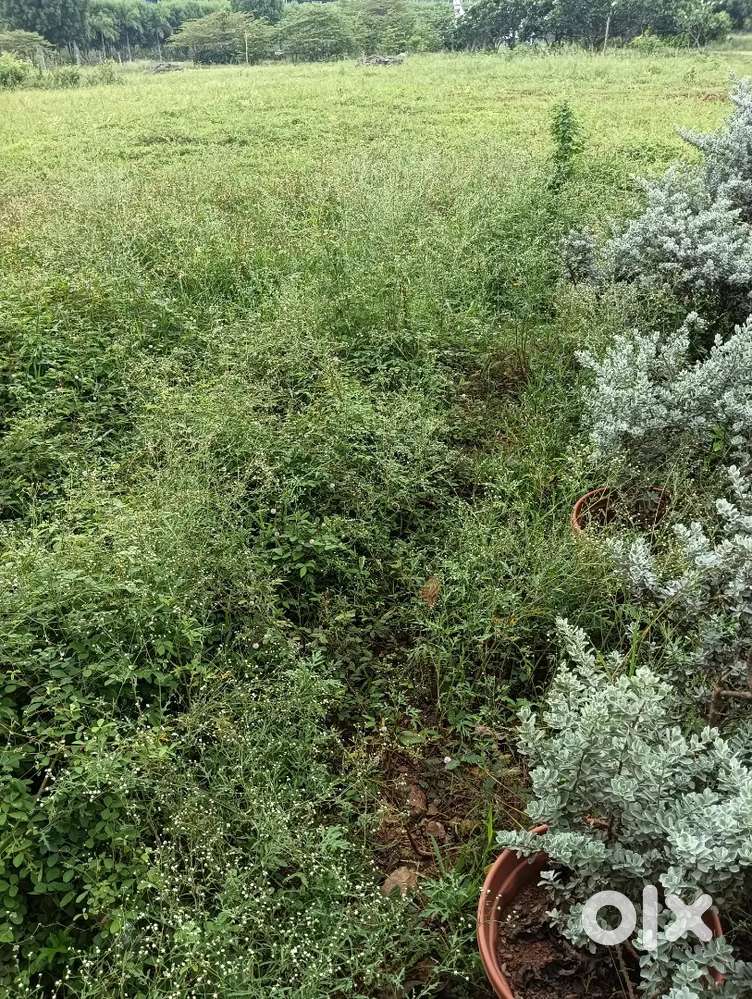 Half acre jeedithota plus 13 cents land