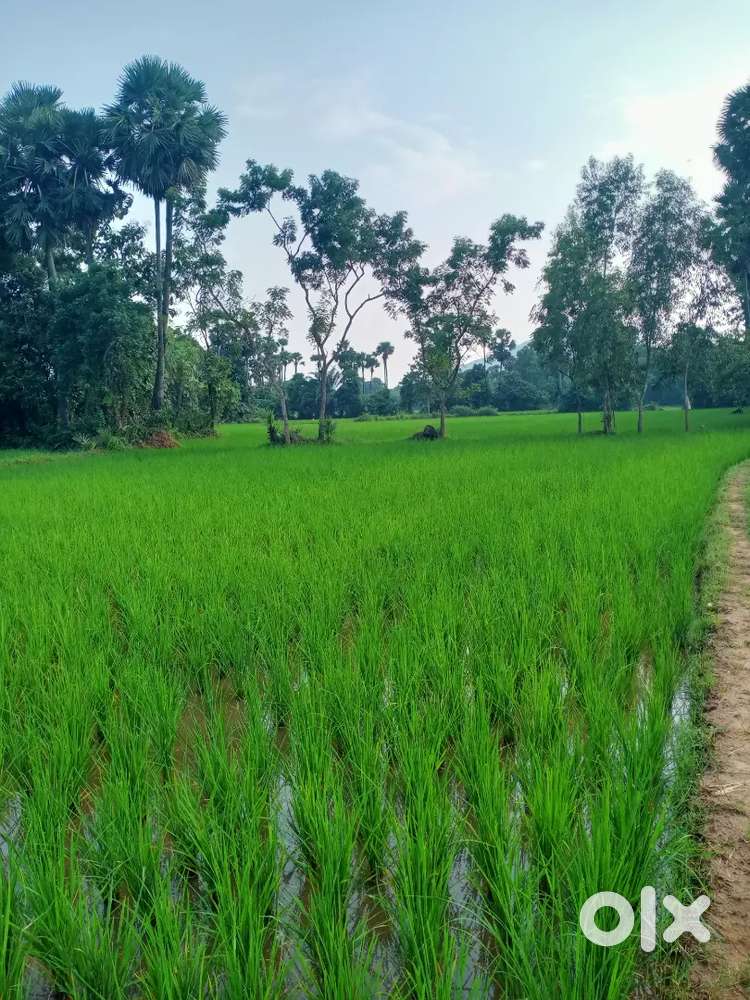 Best agriculture land