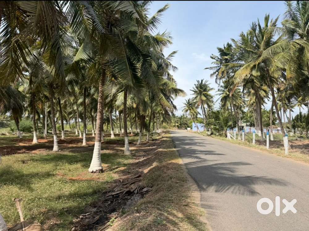 Pollachi main road base 1 acer coconut farm