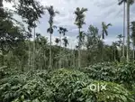 2 ACRE COFFEE LAND FOR SALE IN AMALANAGAR, MANANTHAVADY