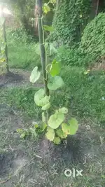 Jameen me koi dikkat nhi hai kagaj ok hai our