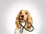 Pet hospital in females Staff