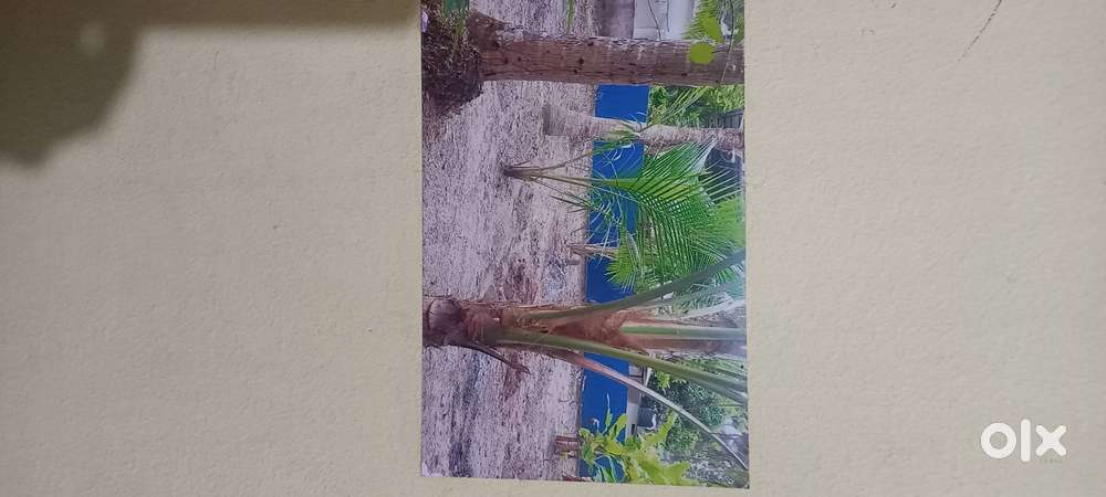 450 sqmts kayamukulam