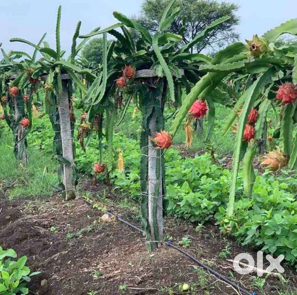 “स्वस्थ और तेज़ी से बढ़ने वाला ड्रैगन फ्रूट पौधा .