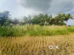 Land sell 3khata paillan