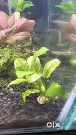 Anubias, Bucephlendra and shrimp for Aquarium