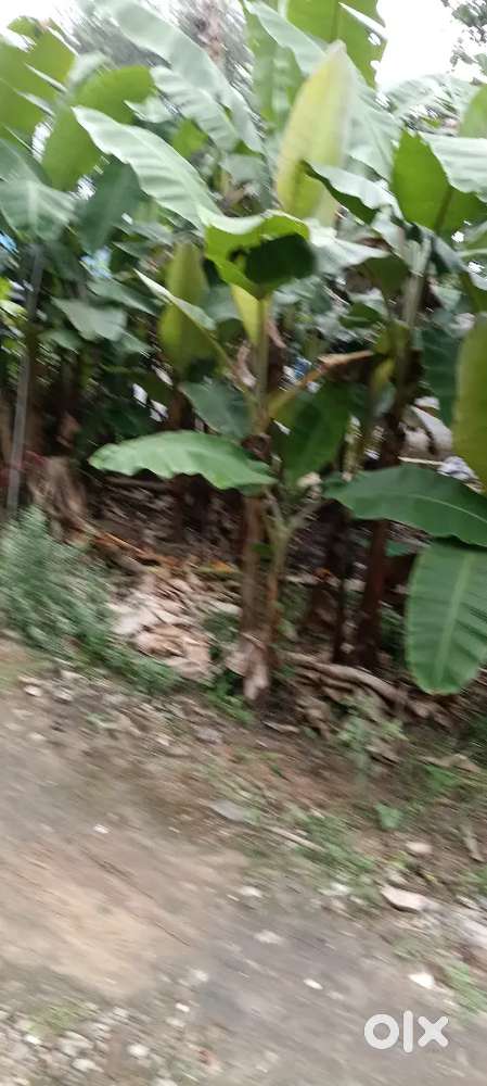 12 cents plot.# With lorry entry