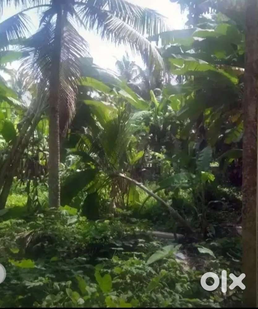 Area in cent, length and breadth in meters