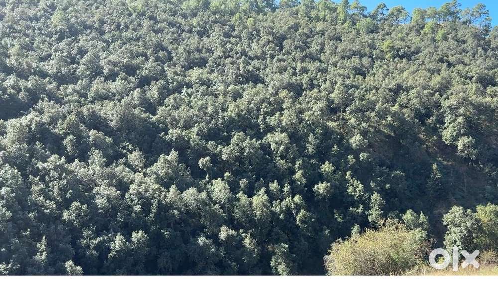 Near by Ranikhet in pahad