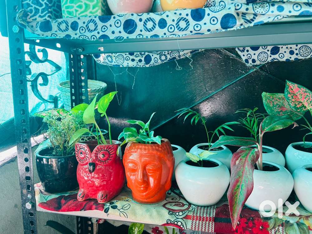 Decirative plants