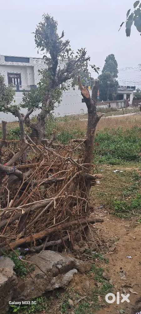 Plot for sale at damuadhunga