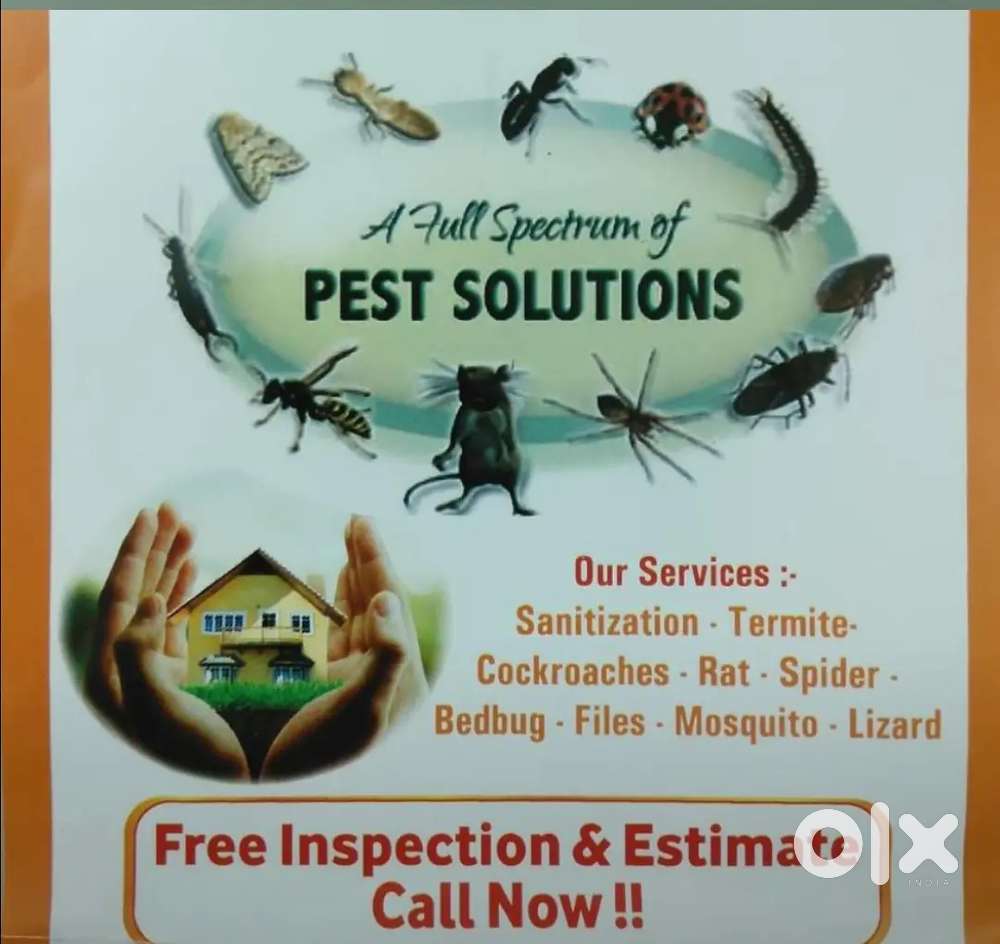 Pest control - Termits (Deemak) treatment