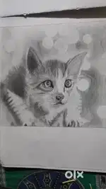 Cat sketch chakol