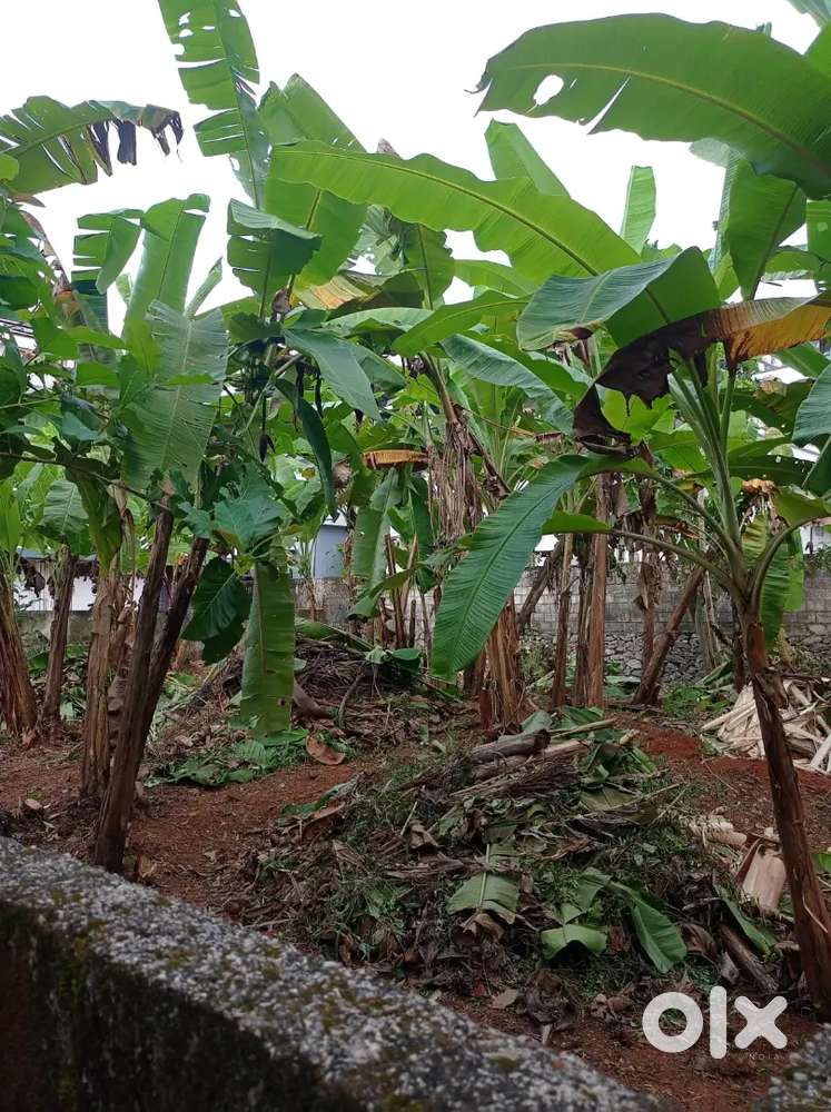 7.450 Cent Plot