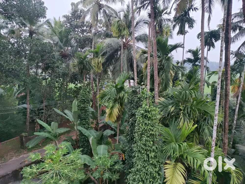 20  Cent land Wel Land at Mulakunnathkavu