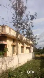 Silver oak and Teak wood trees for sale