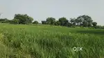 VATH VADI GAUM LAND SELL