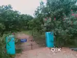 4 Acres of Mango Garden For Sale