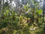 Land suitable for house construction
