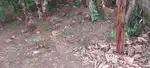 Peroorkada Karakulam jun 50mtr 10cent plot for sale