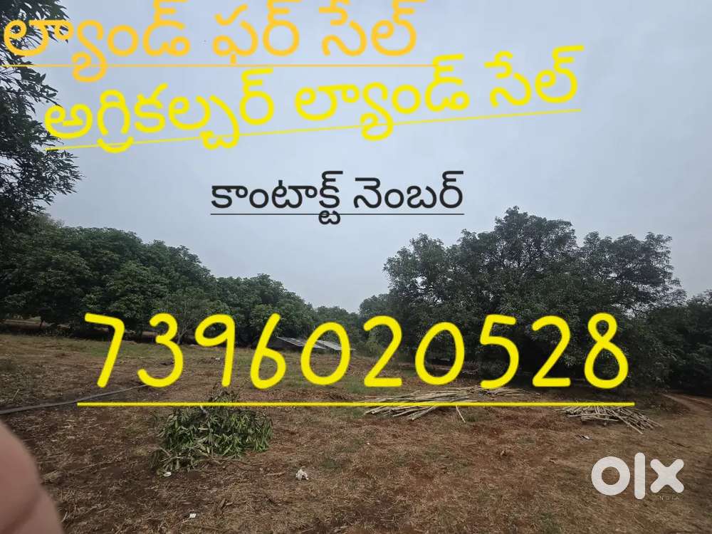 మ్యాంగో గార్డెన్ అగ్రికల్చర్ ల్యాండ్