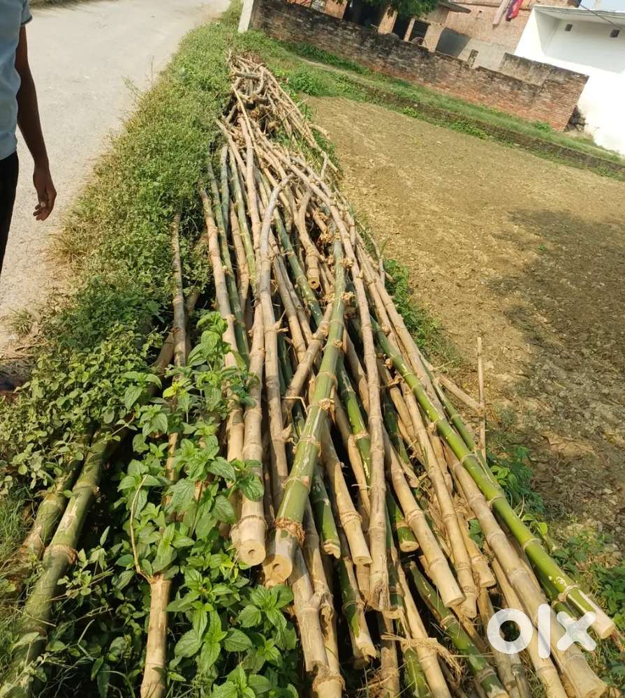 Bass sell 300 bass he jisko lena he braye