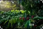150 Acres Coffee estate immediate sale  4 kilometres mullur kotagiri