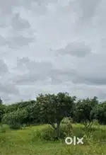 2.34 Acre Mango Plantation for Sale – Doddaballapura