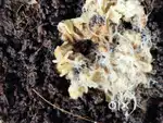 Grindal worms Culture live fish food
