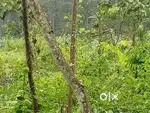 2 Acre land with a shed for sale in Edamaruku