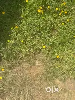 Plot for sale at hunchanhatti