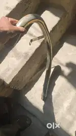 Short bottle silencer with c band pipe