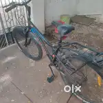 Adult cycle,1 year old