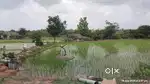 20 lakh per Acre Only,3.10 Acres Agriculture land for sale