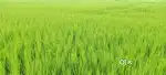Near to Chellr to Gajapathinagaram highway