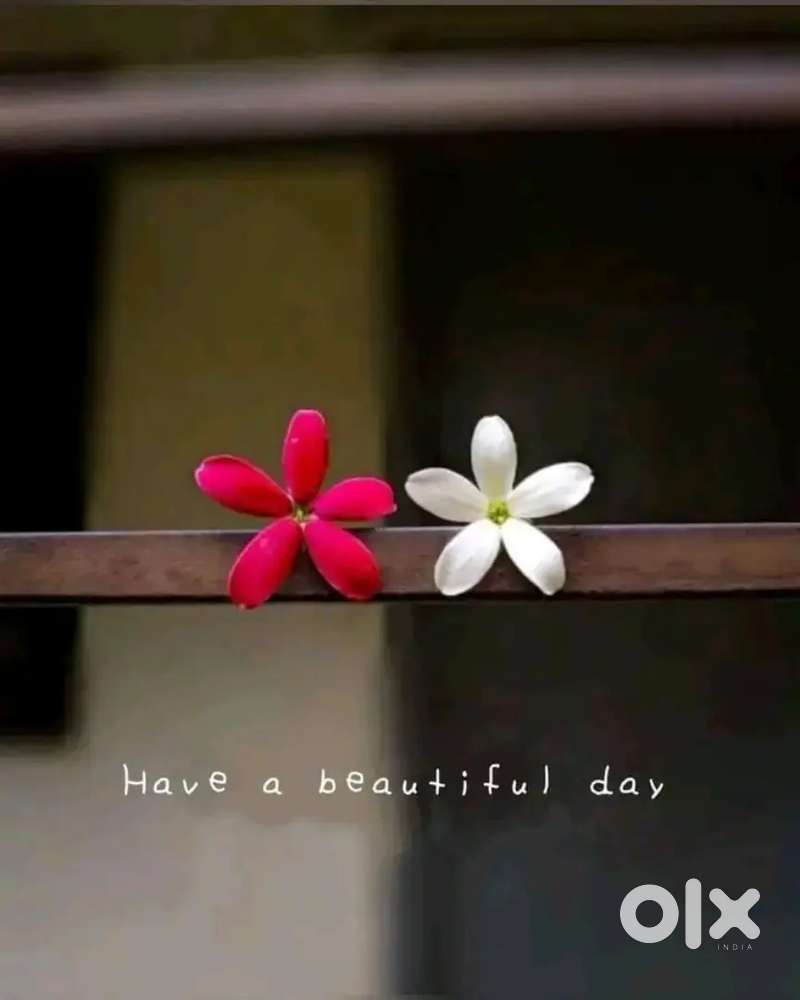 Need job on pan shop