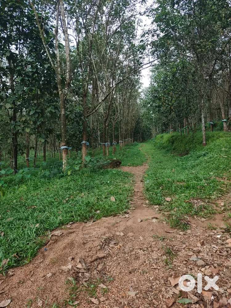 Muvattupuzha kothamangalam Paingottor 8 acre for sale