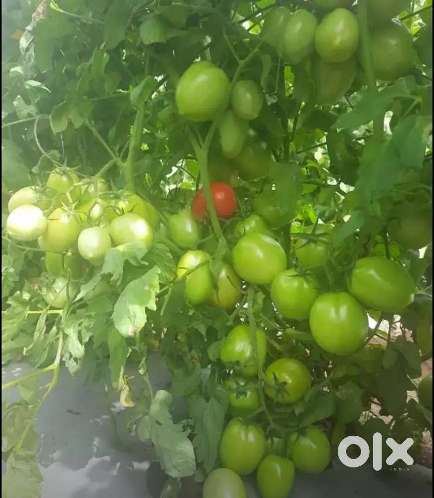 Agricultural land for sale