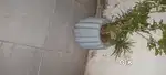 Big flower pots
