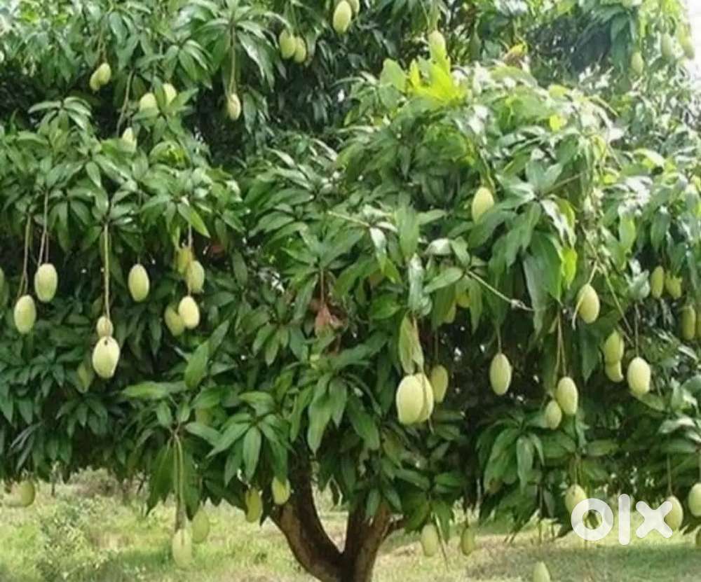 MANGO GARDEN VENGAL