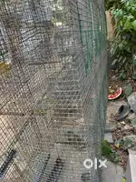 Birds cage and rabbit cage